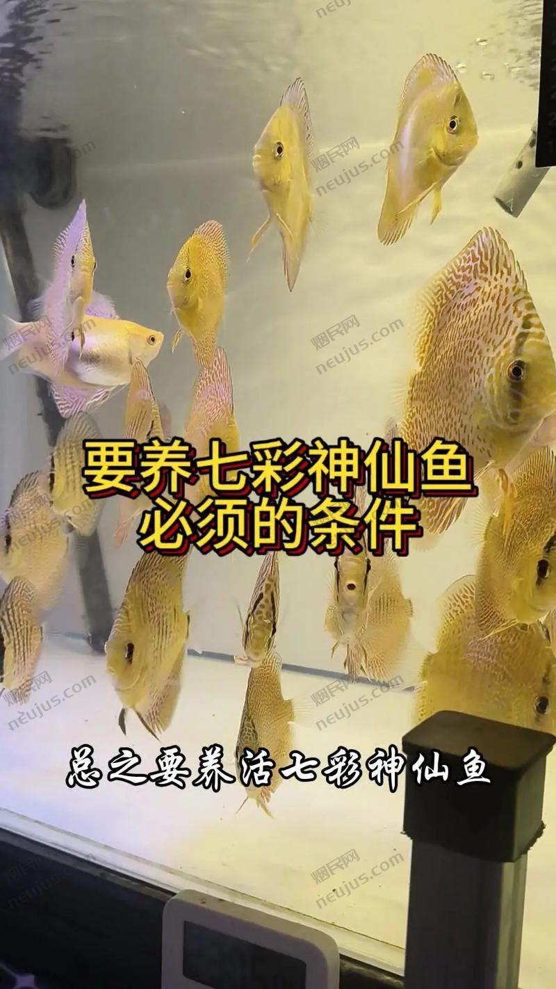 七彩神仙烟,神秘与美丽的交织 第1张 七彩神仙烟,神秘与美丽的交织 第1张